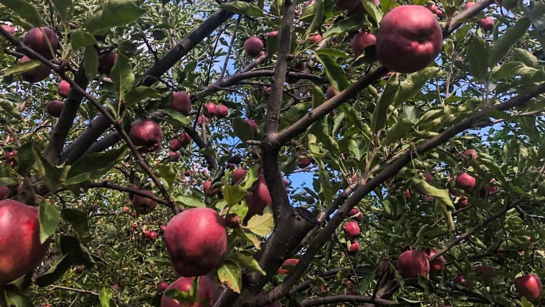 Apple gardens near Kiperunta