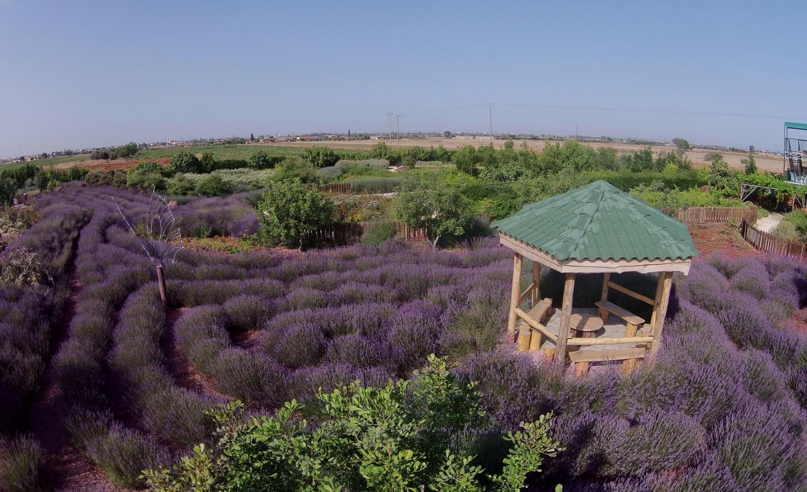 Lavender in Cyherbia