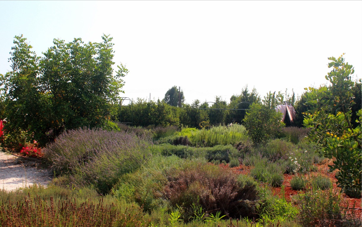 Flowers and herbs in Cyherbia